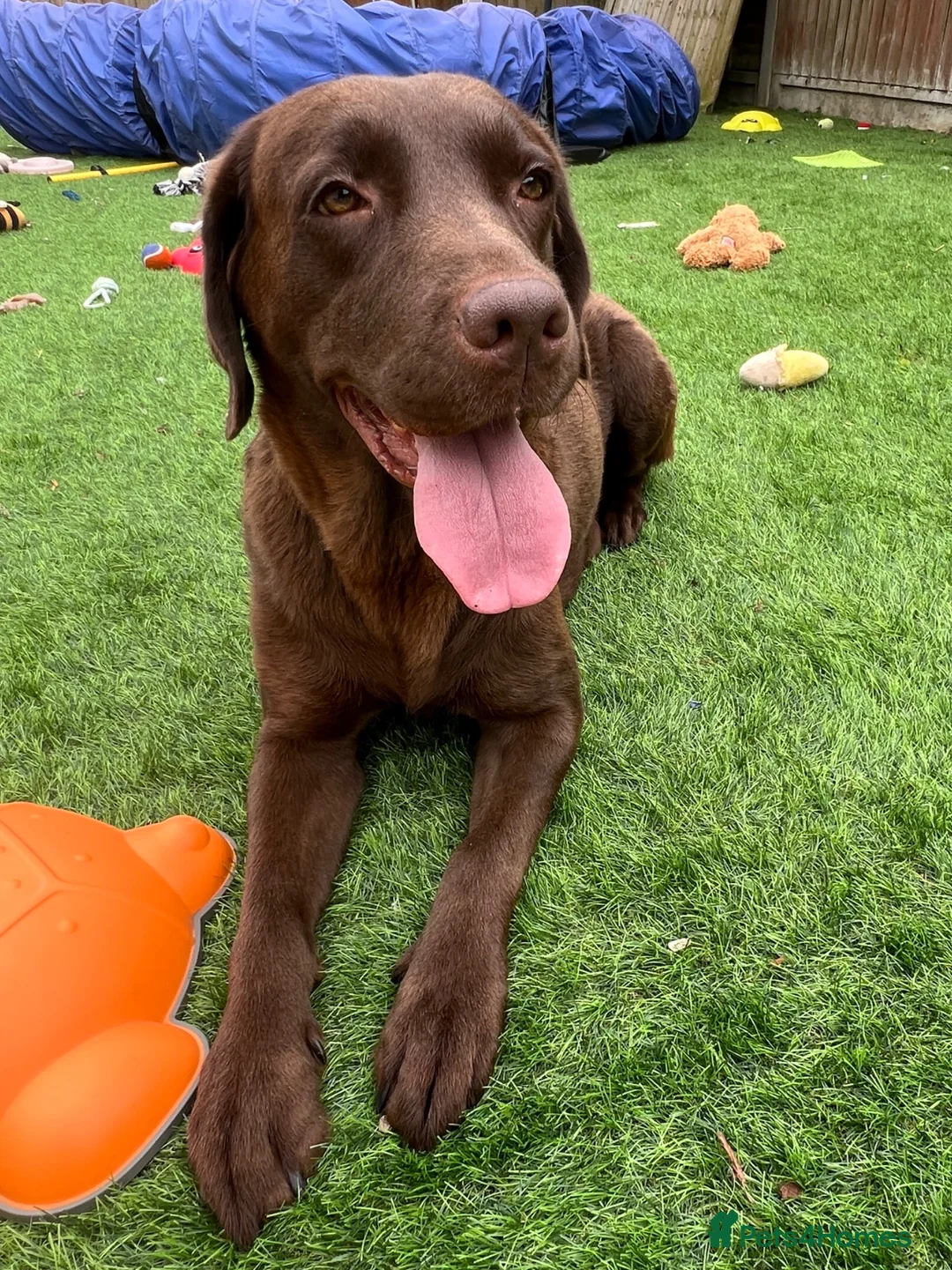 Labrador Retriever dogs for sale: STUNNING Chocolate Labrador Puppies  - Advert 2