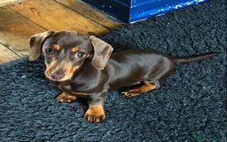 Miniature Dachshund dogs for sale: Choc/Tan 5* licenced breeder Miniature  Dachounds in Catterick Garrison - Image 3
