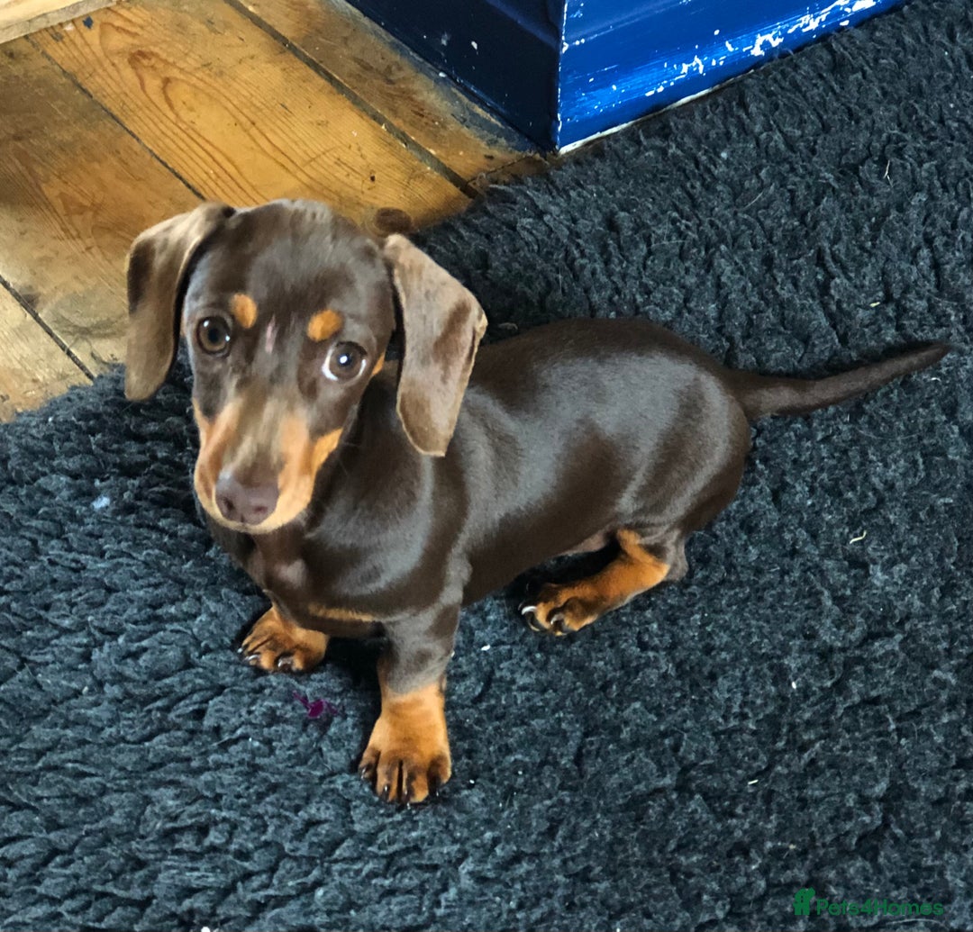 Miniature Dachshund dogs for sale: Choc/Tan 5* licenced breeder Miniature  Dachounds in Catterick Garrison - Image 3