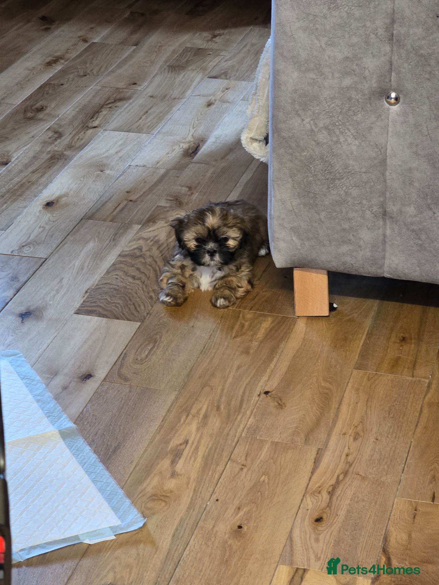 Shih Tzu dogs Delilah the shihtzu - Advert 1