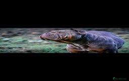 Olde English Bulldogge dogs for sale: RAINBOW OLD ENGLISH LITTER !!! - Image 8