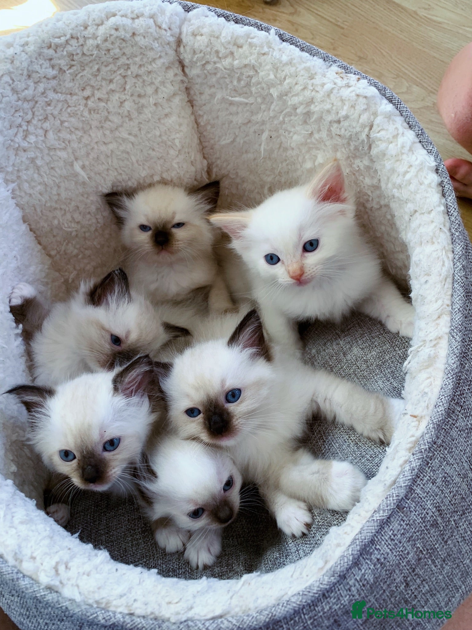 Ragdoll cats 🐾 Six Adorable Purebred Ragdoll Kittens 🐾 - Advert 15