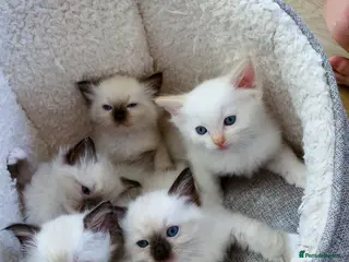 Ragdoll cats 🐾 Six Adorable Ragdoll Kittens 🐾 - Advert 1