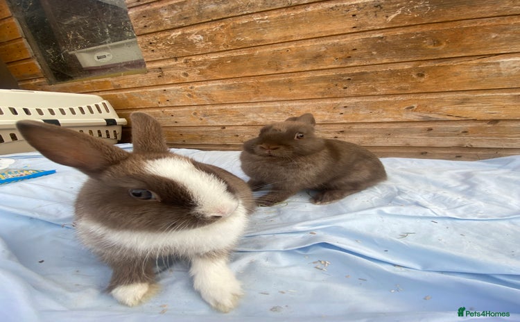 Netherland Dwarf rabbits - Advert 1
