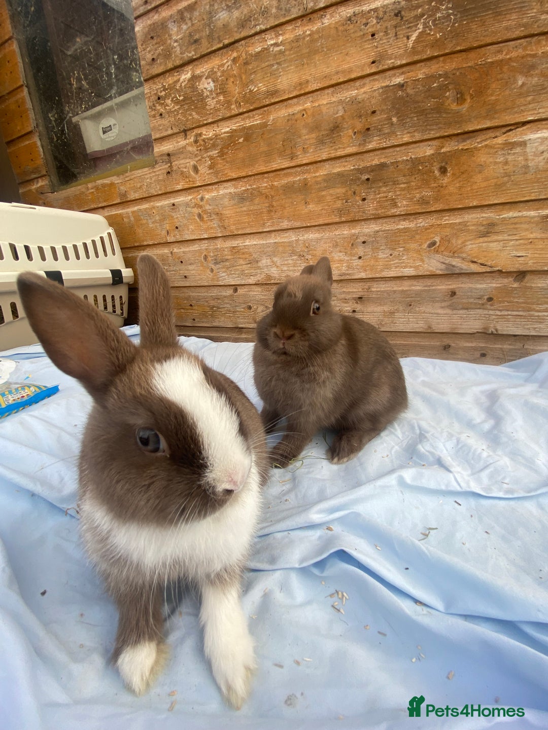 Netherland Dwarf rabbits for sale: Netherland dwarfs  - Image 1