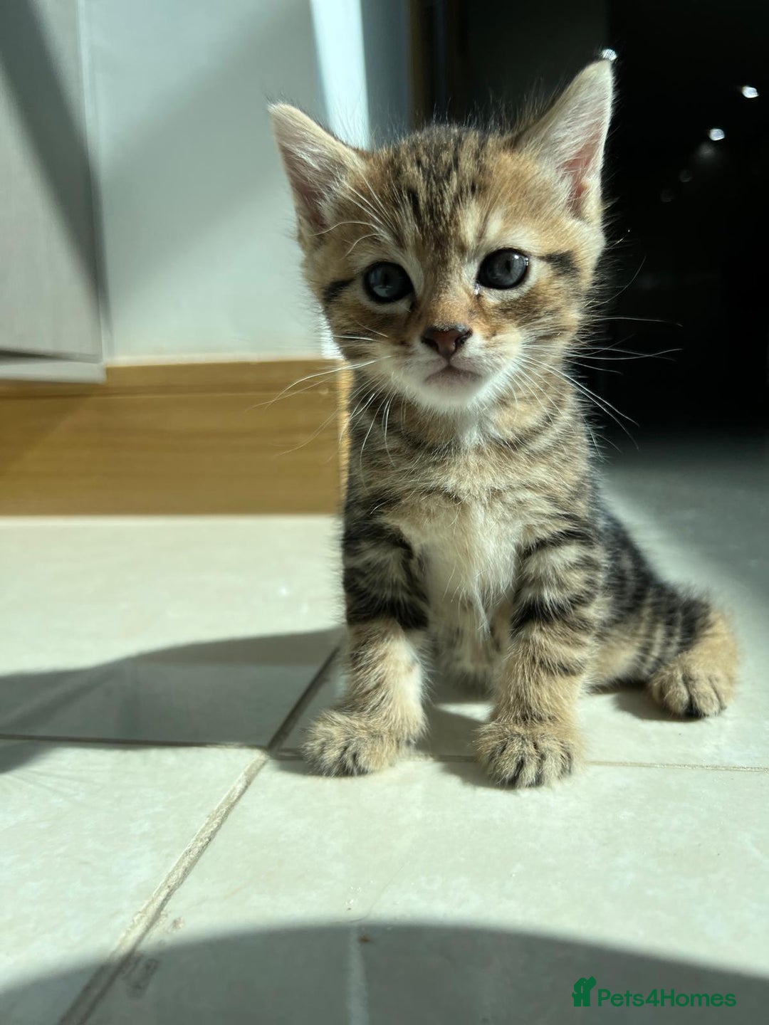 Siberian cats for sale: Half Siberian Wild forest Kittens 2x for £380 - Image 1