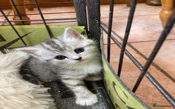 Exotic cats for sale: Exotic x kittens - Image 6