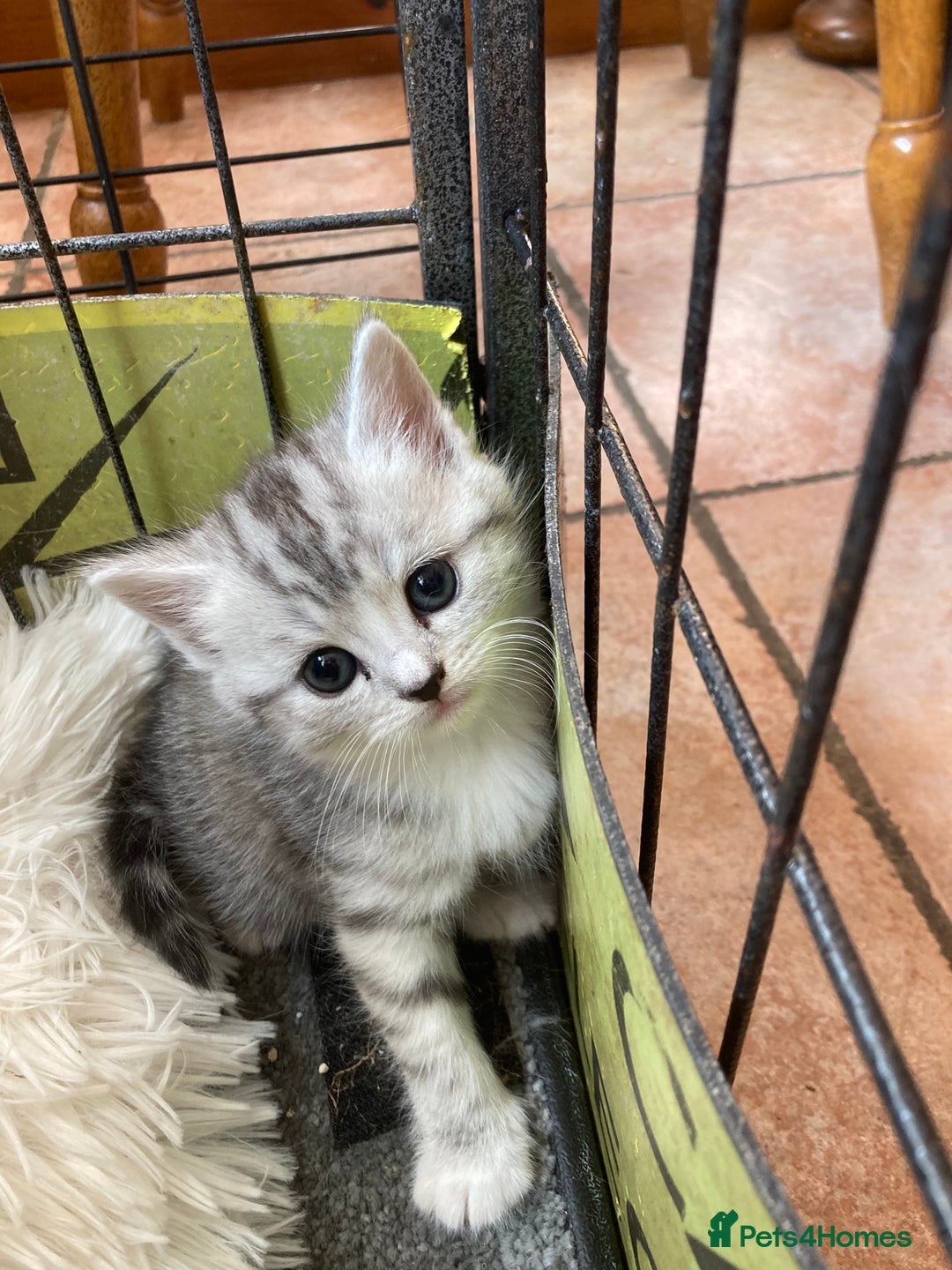 Exotic cats for sale: Exotic x kittens - Image 6