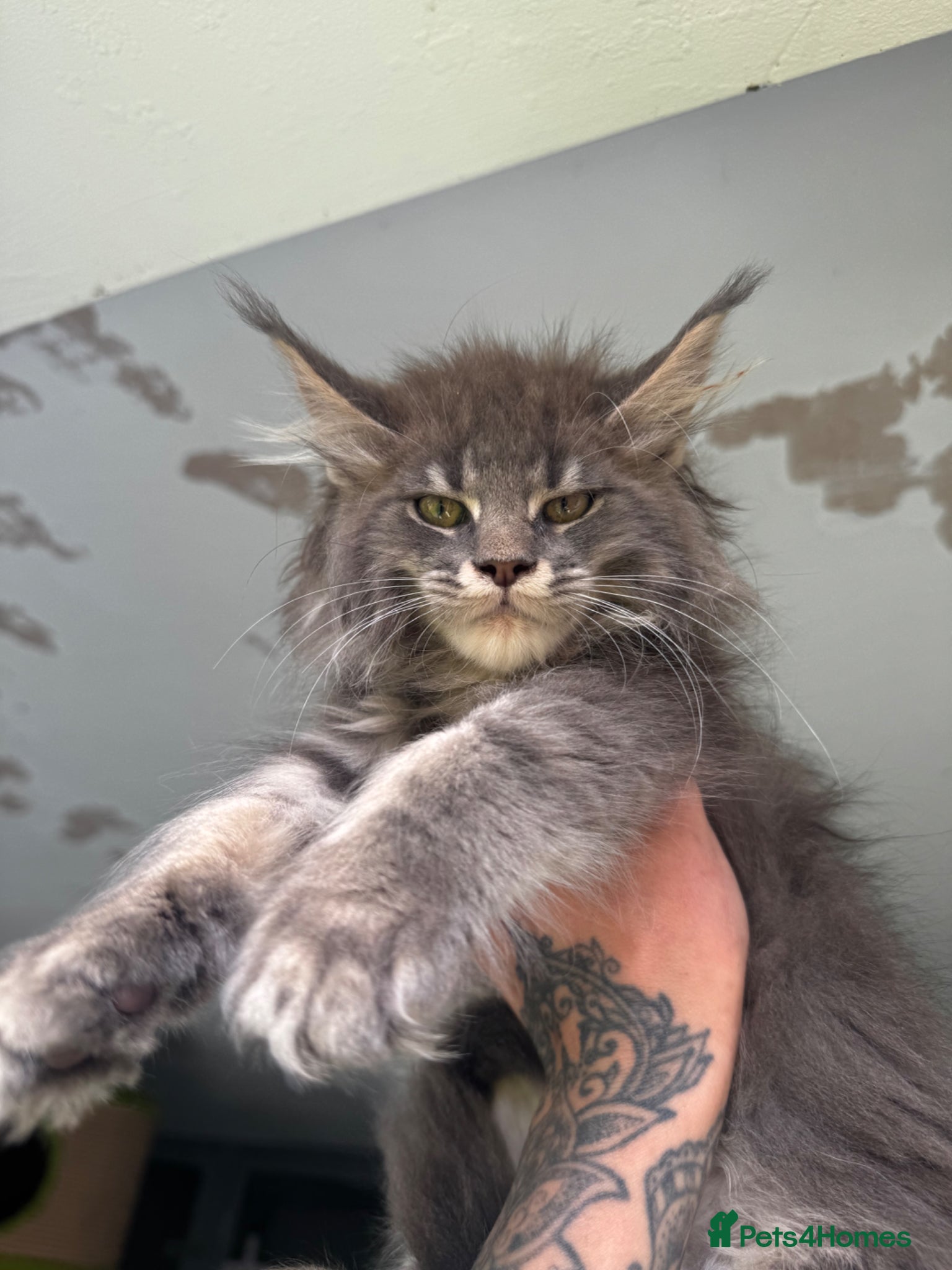 Maine Coon cats Russian Import Health Tested Loved Kittens - Advert 14