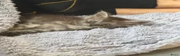 Maine Coon cats for sale: 2 beautiful mainecoon Russian line kittens  - Advert 8