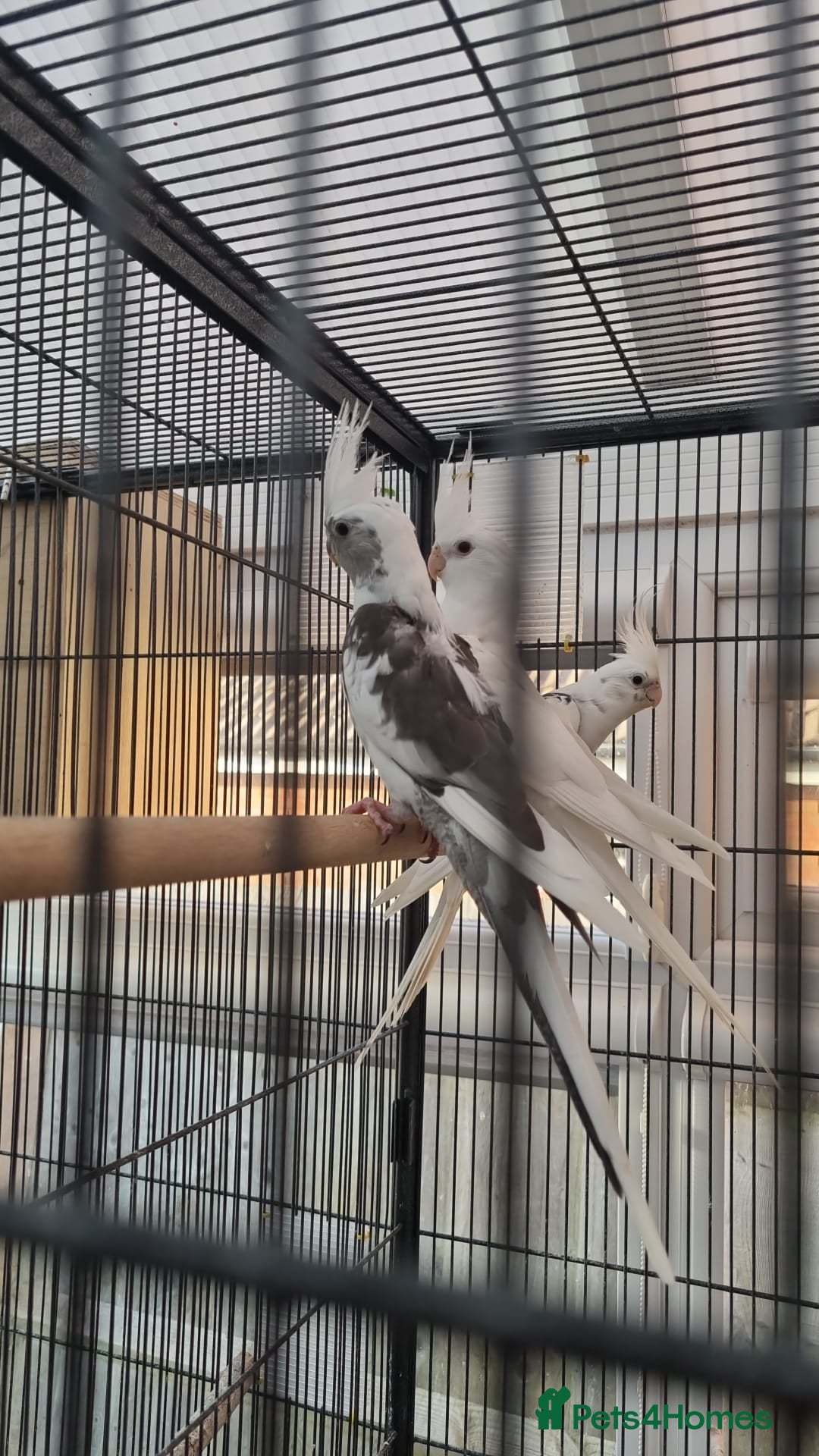 Cockatiels birds Cokatiels 🩶 | Babies and Adults Available  - Advert 1