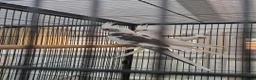 Cockatiels birds for sale: Cokatiels 🩶 | Babies and Adults Available  - Advert 1