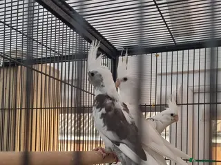 Cockatiels birds for sale: Cokatiels 🩶 | Babies and Adults Available - Advert 2