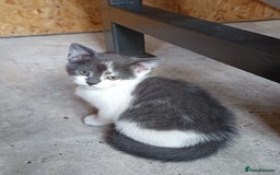 Mixed Breed cats for sale: The cat is ready for a new owner. - Image 5