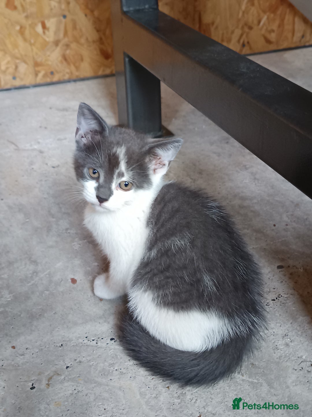 Mixed Breed cats for sale: The cat is ready for a new owner. - Image 5