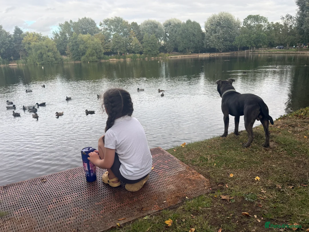 Staffordshire Bull Terrier dogs for sale: 10 month Staffy  - Advert 2