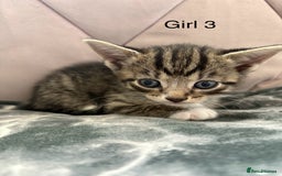 Mixed Breed cats for sale: 6 kittens not ready till 14th August  - Image 23
