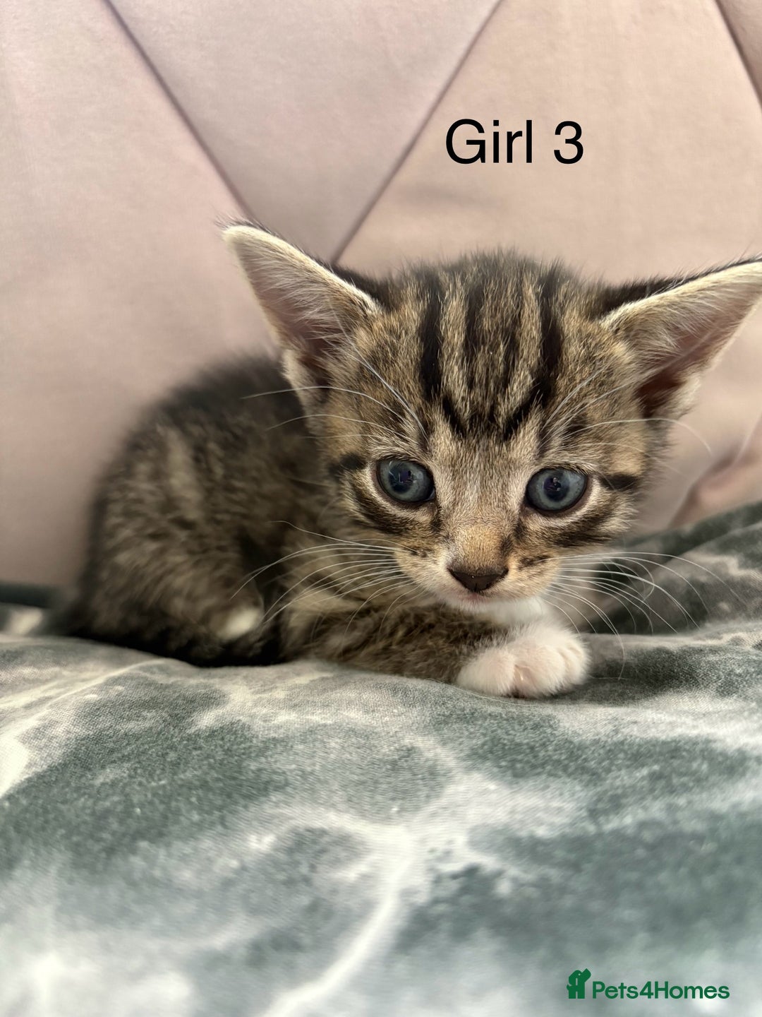 Mixed Breed cats for sale: 6 kittens not ready till 14th August  - Image 23