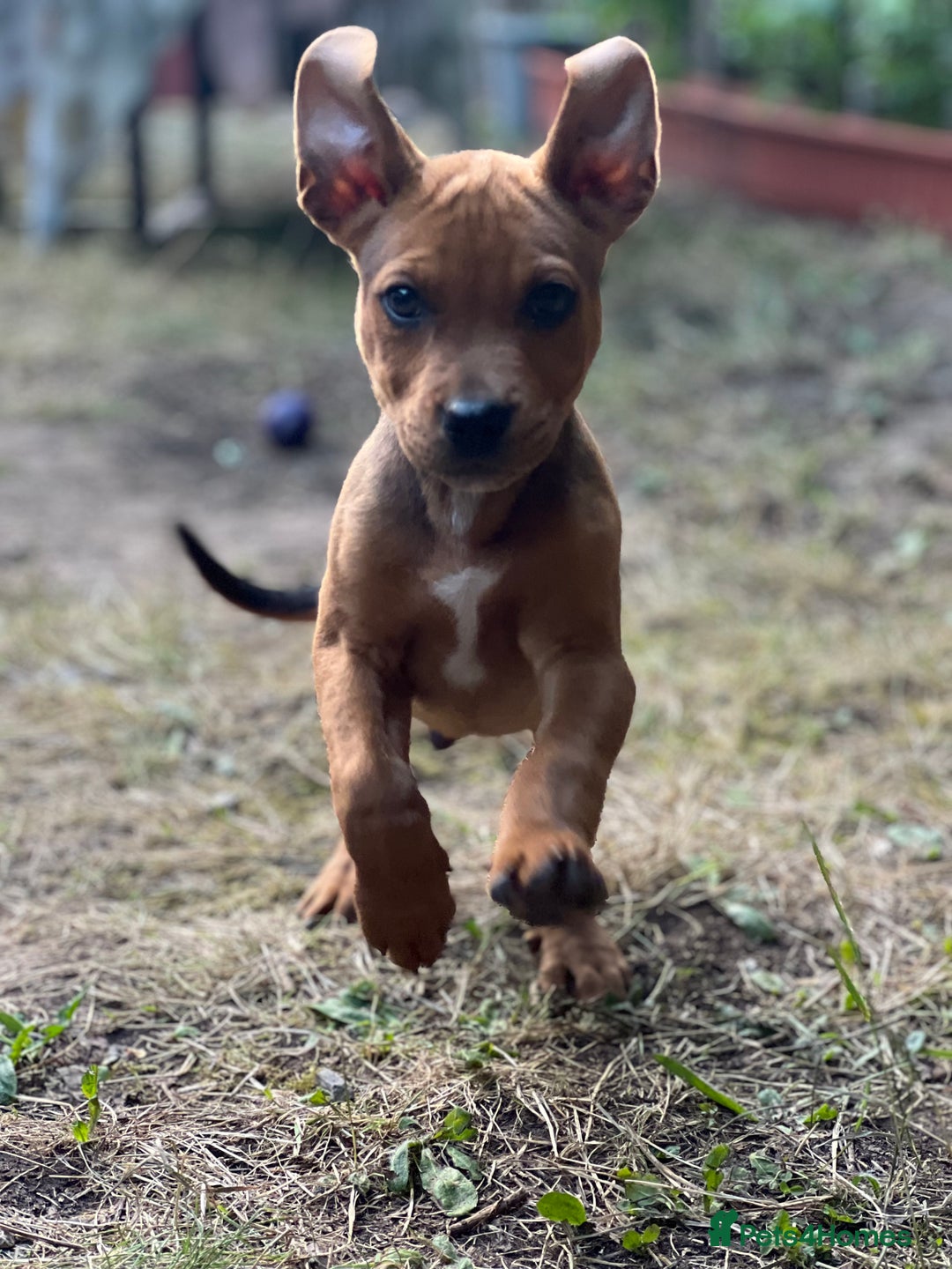 Mixed Breed dogs for sale: American Bullwiler puppy 11 weeks! - Image 2
