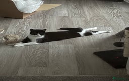 British Shorthair cats for sale: Nala 1 year old Kitten  - Image 7