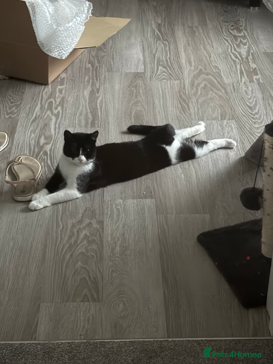 British Shorthair cats for sale: Nala 1 year old Kitten  - Image 7