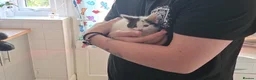 Mixed Breed cats for sale: Kittens  - Advert 2