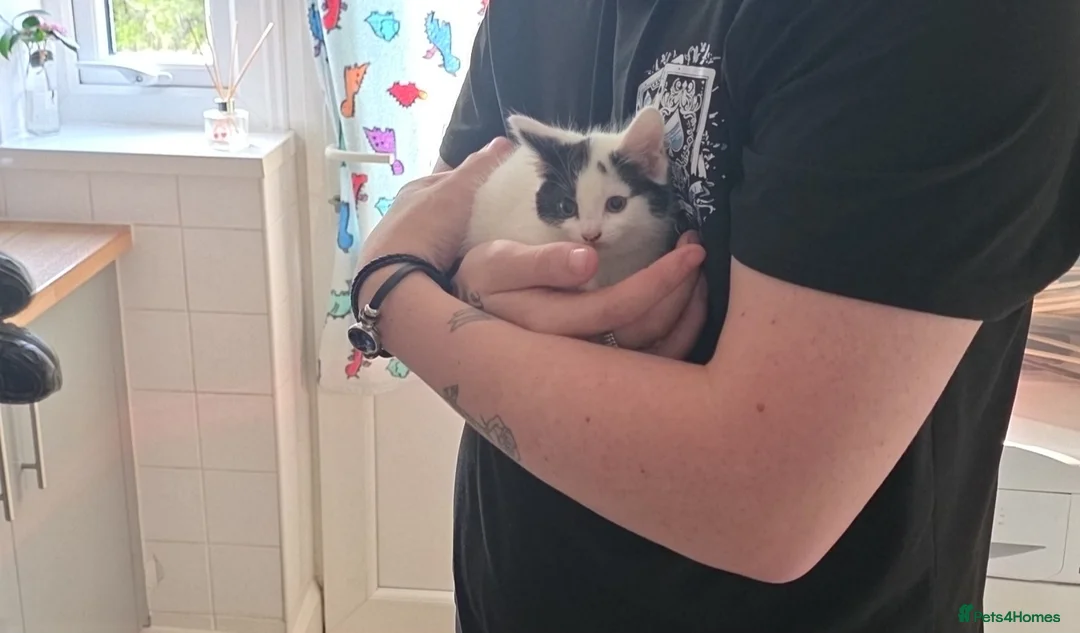Mixed Breed cats for sale: Kittens  - Advert 2