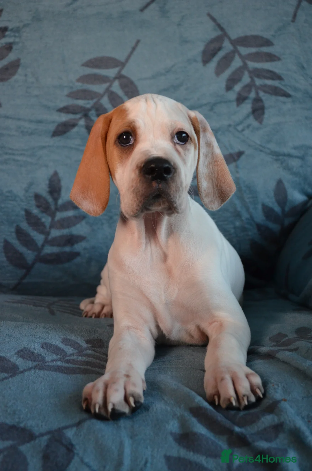 Pointer dogs for sale: Quality Pointer puppies - Advert 5