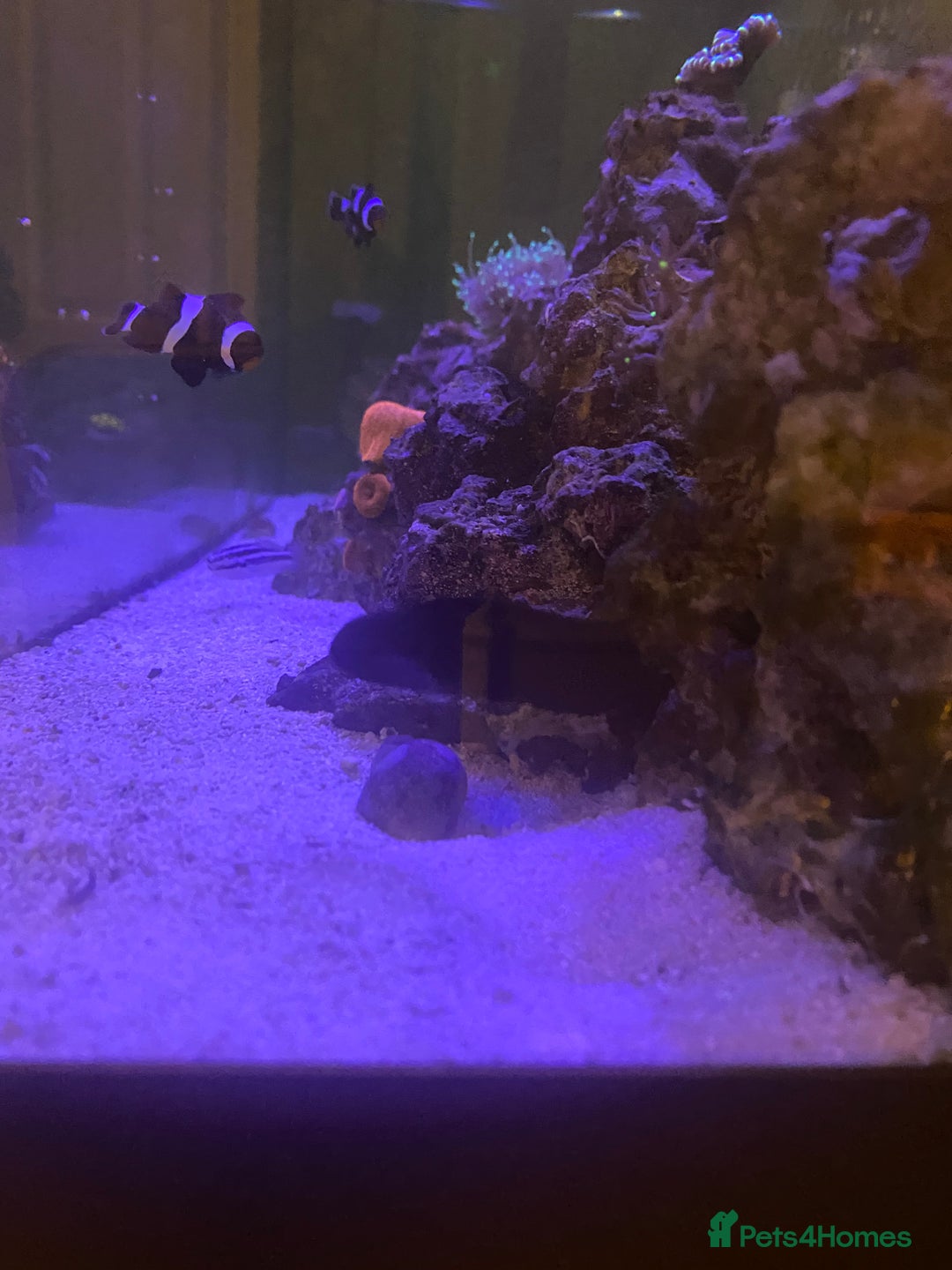 Other/Mixed Breed fish for sale: Marine fish  - Advert 1