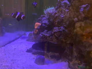 Other/Mixed Breed fish Marine fish - Advert 1