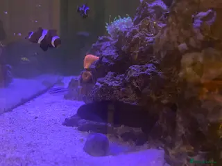 Other/Mixed Breed fish Marine fish - Advert 8