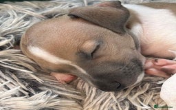 Italian Greyhound dogs for sale: italian greyhound puppies for sale - Image 5