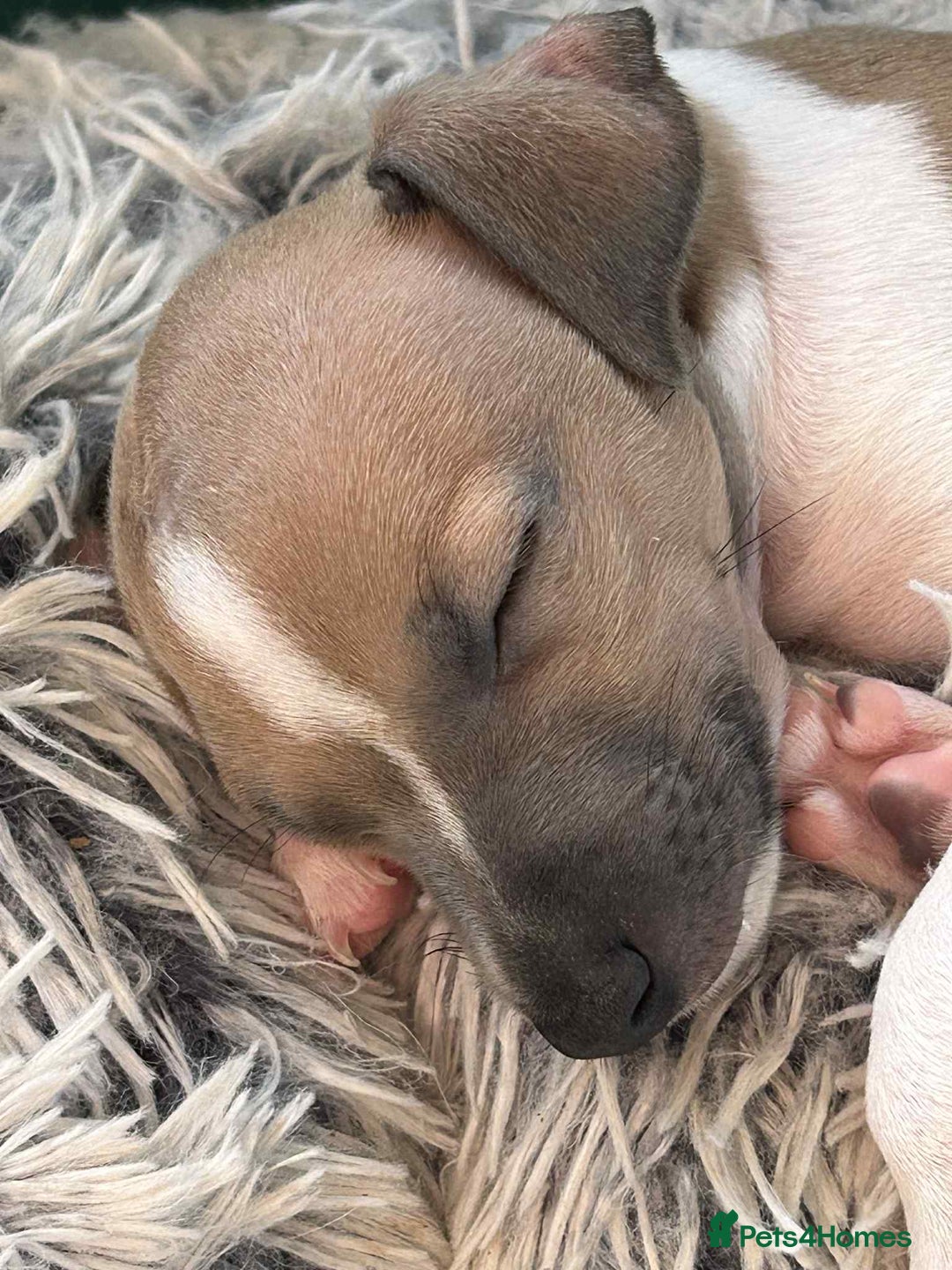 Italian Greyhound dogs for sale: italian greyhound puppies for sale - Image 5