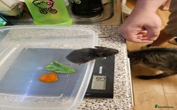 Hamster rodents for sale: Gorgeous Syrians - Image 5