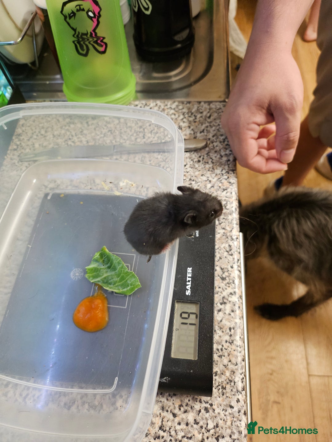 Hamster rodents for sale: Gorgeous Syrians - Image 5