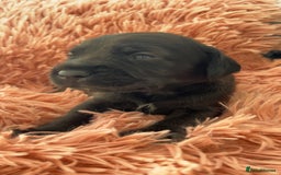 Mixed Breed dogs for sale: Gorgeous Patterdale x cocker spaniel  - Image 13