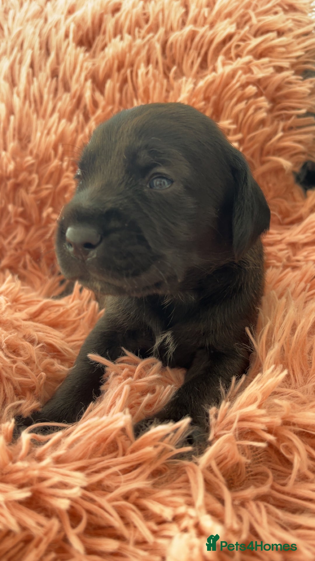 Mixed Breed dogs for sale: Gorgeous Patterdale x cocker spaniel  - Image 13