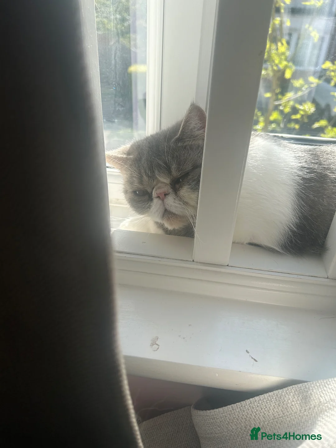 Exotic cats for sale: bella the exotic shorthair - Advert 2