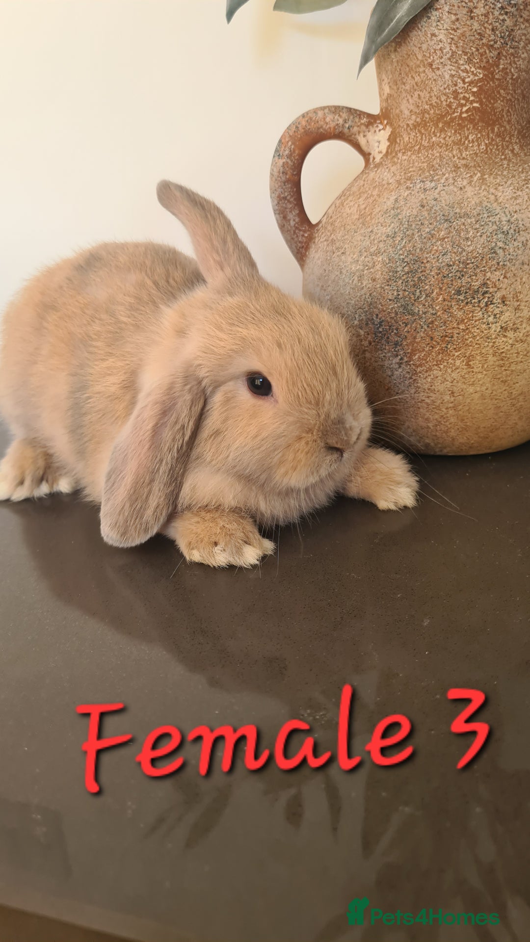 Mini Lop rabbits for sale: 6 Mini Lop Baby Rabbits - 4 females, 2 males - Image 9