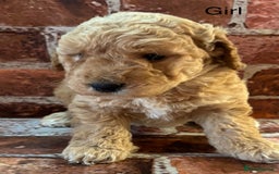 Cockapoo dogs for sale: Cockapoo Puppies – Well Socialised and beautiful  - Advert 16
