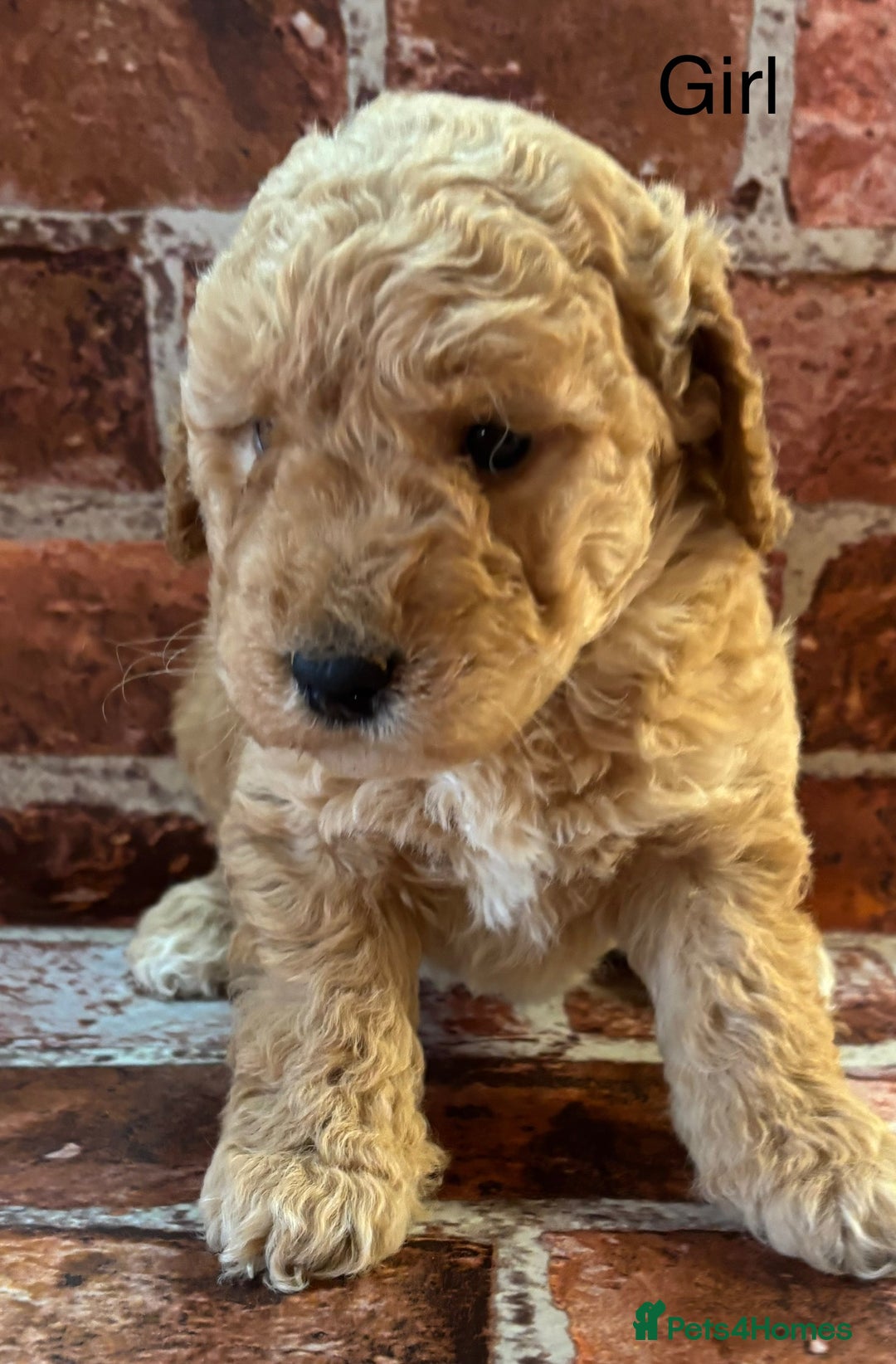 Cockapoo dogs for sale: Cockapoo Puppies – Well Socialised and beautiful  - Advert 16