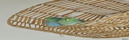 Parrots birds for sale: Parrotlets (turquoise) for sale in Cambridge - Advert 2