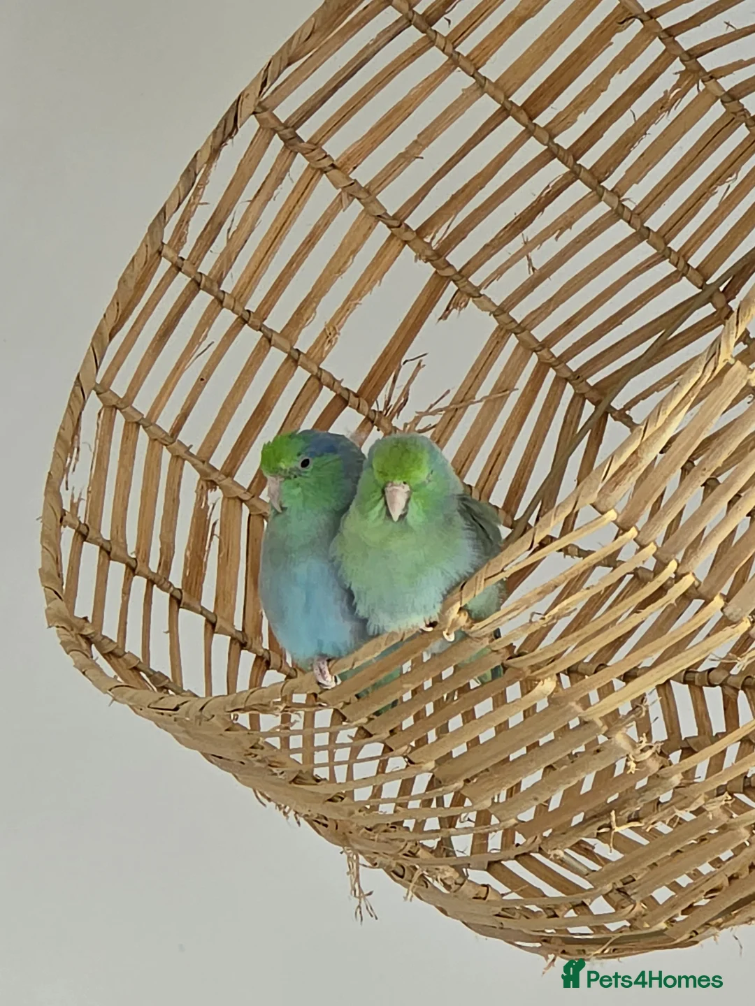 Parrots birds for sale: Parrotlets (turquoise) for sale in Cambridge - Advert 2