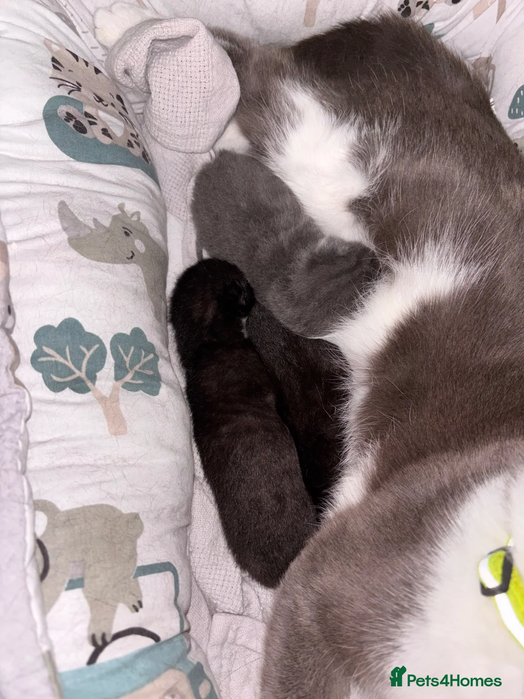 Mixed Breed cats for sale: Kittens in Stowmarket - Advert 5