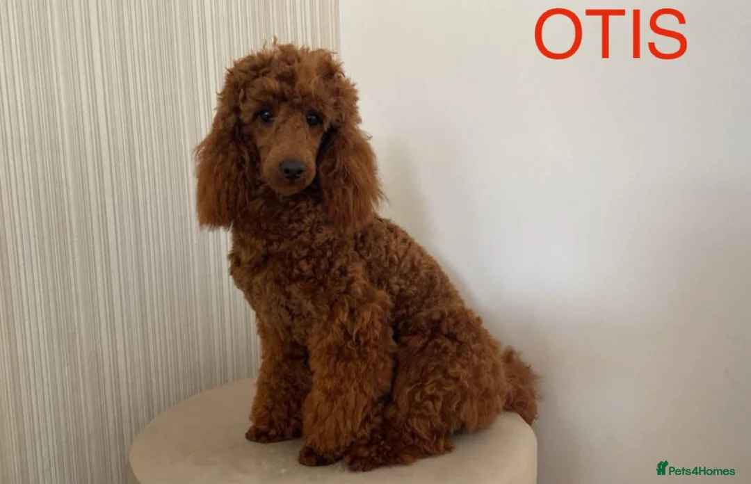 Miniature Poodle dogs for stud: Brishee Miniature Red Poodle Studs in Liverpool - Advert 3
