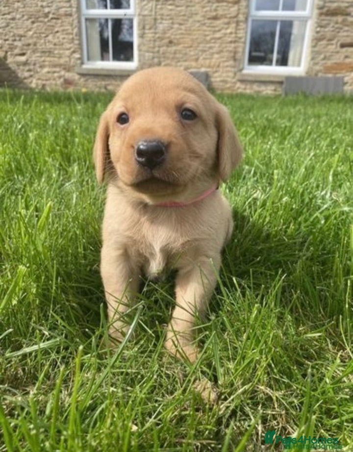 Labrador Retriever dogs Beautiful fox red labrador puppies - Advert 15