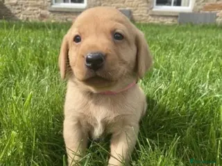Labrador Retriever dogs Beautiful fox red labrador puppies - Advert 15