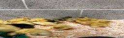 Ducks poultry for sale: Ducklings for sale  - Advert 3