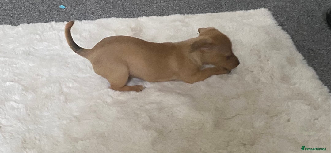 Mixed Breed dogs for sale: jack russell x daschound puppies  - Image 6