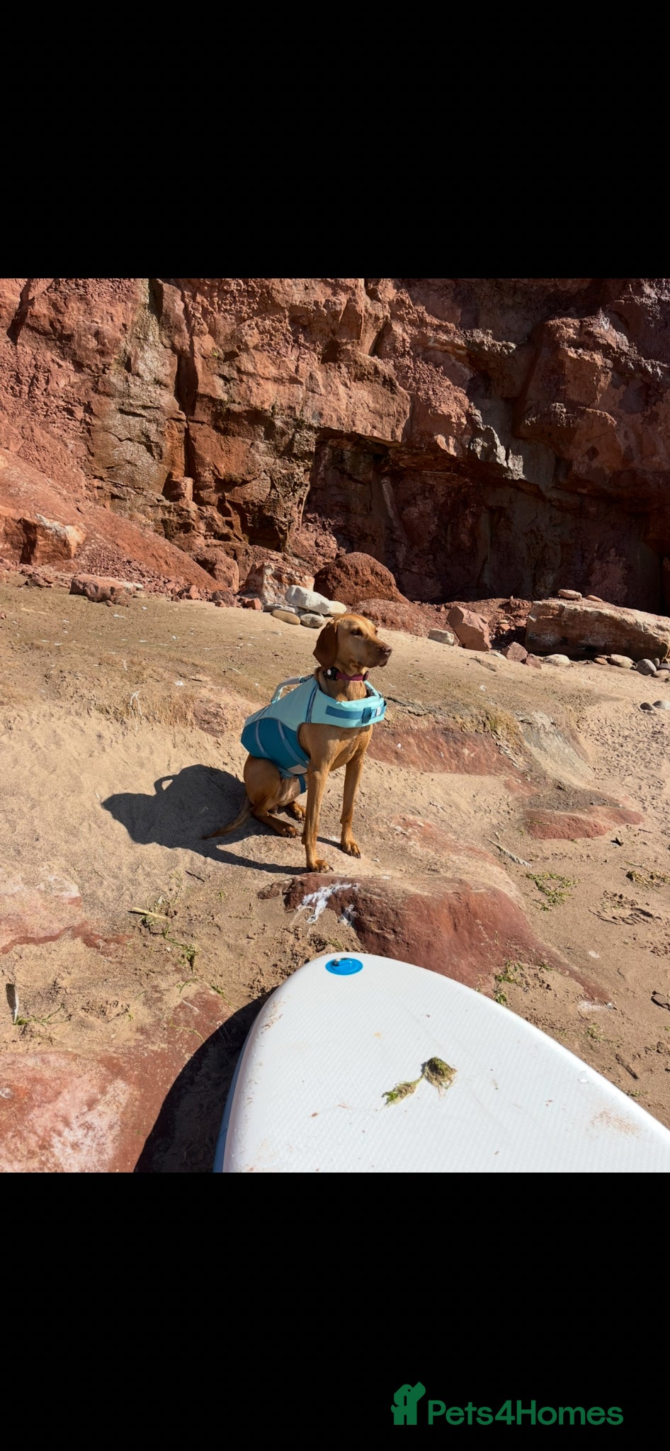 Hungarian Vizsla dogs for sale: Championship Bloodline Pedigree Hungarian Vizsla - Advert 15
